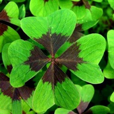 开元ky888vipapp下载