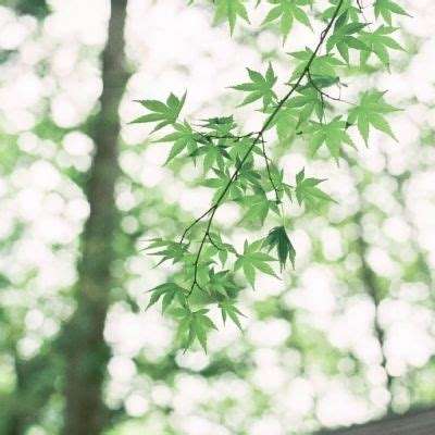 半岛官方下载入口